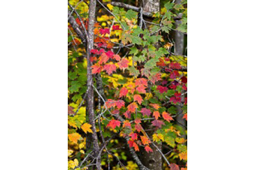 Fall Foliage