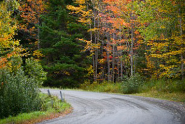 Fall Foliage